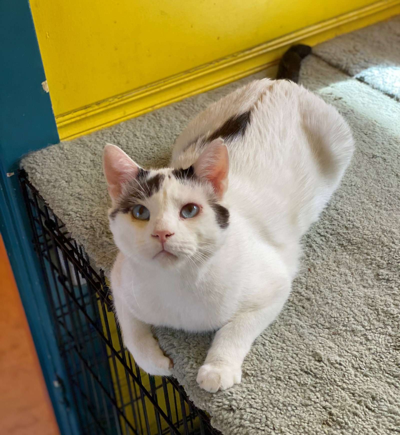 Cats for Adoption in Corte Madera, California Alpha Paw