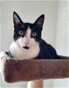 adoptable Cat in alameda, CA named Pip