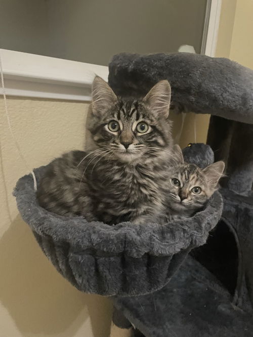 Read a book, adopt a cat at new Petaluma adoption center