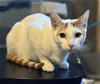 adoptable Cat in alameda, CA named Ziggy