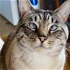 adoptable Cat in alameda, CA named Apple
