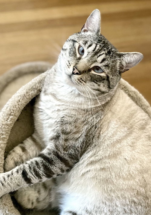 APPLE - Siamese / Tabby available for adoption