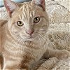 adoptable Cat in alameda, CA named Scout