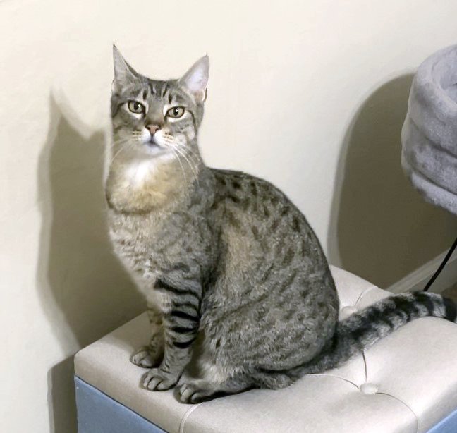 adoptable Cat in Alameda, CA named Clea