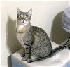 adoptable Cat in alameda, ca, CA named Clea