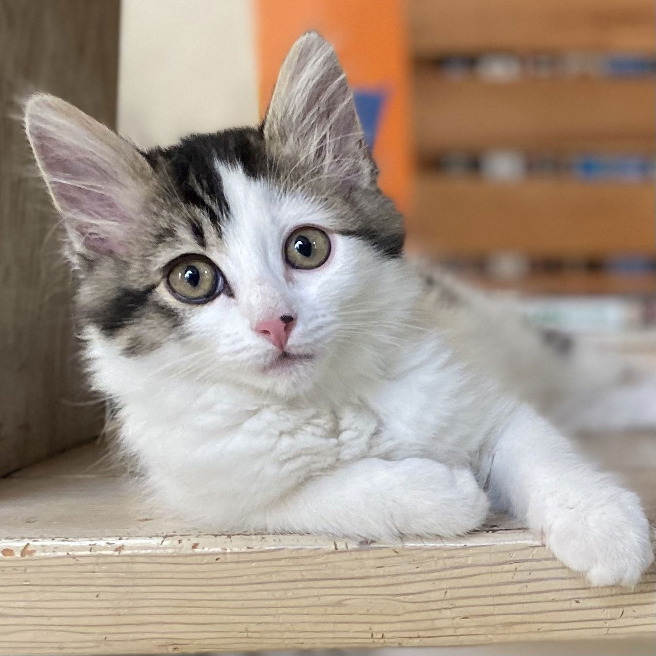 adoptable Cat in Alameda, CA named Gidget