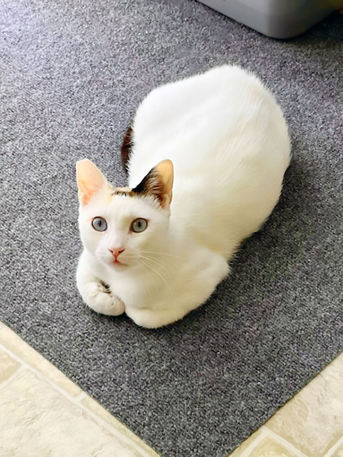 adoptable Cat in Alameda, CA named Marzipan