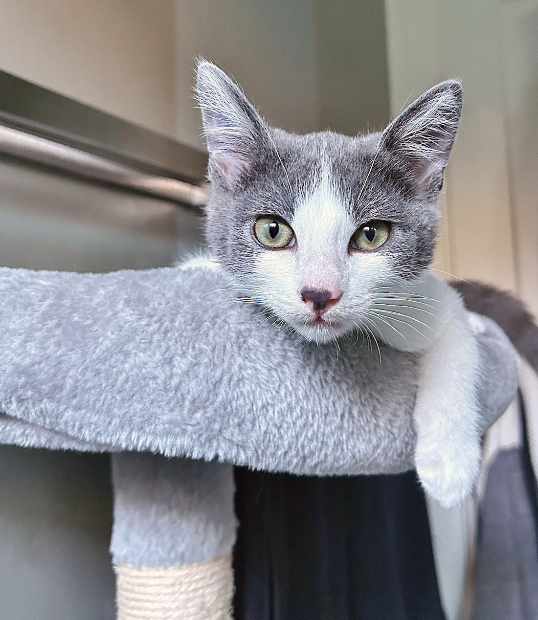 adoptable Cat in Alameda, CA named Spot