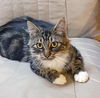 adoptable Cat in  named Holly Bear