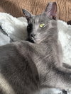 Yoshi - Photo 10