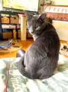 Yoshi - Photo 12