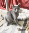 Yoshi - Photo 8
