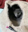 Yoshi - Photo 11