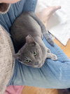 Yoshi - Photo 13