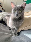 Yoshi - Photo 6