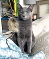 Yoshi - Photo 4