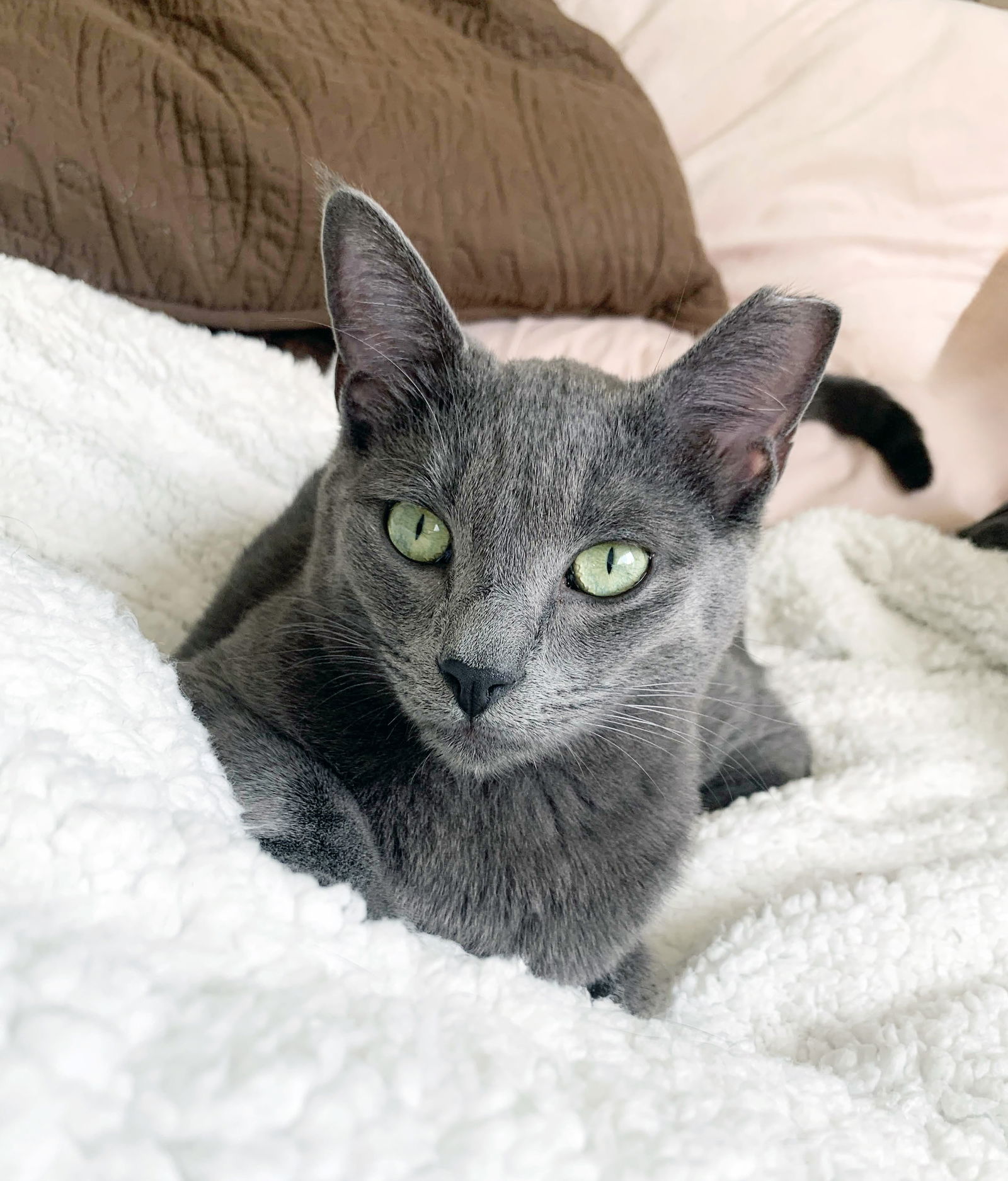 adoptable Cat in Alameda, CA named Yoshi & Iggy