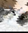 adoptable Cat in alameda, CA named Yoshi & Iggy