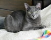Yoshi - Photo 5