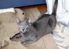Yoshi - Photo 3