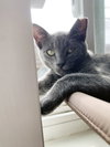 Yoshi - Photo 14