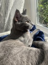 Yoshi - Photo 18