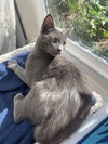 Yoshi - Photo 17