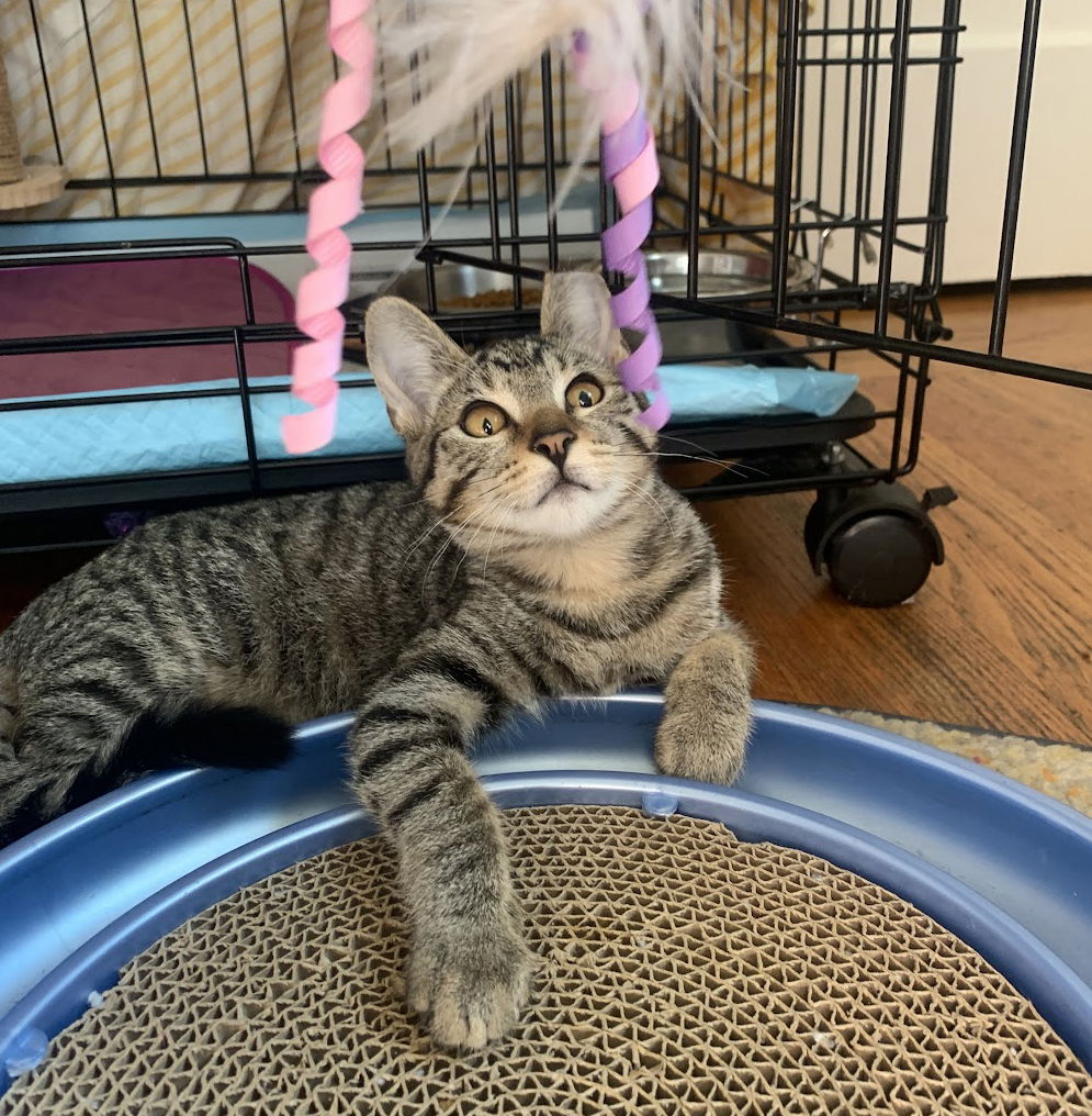 adoptable Cat in Alameda, CA named Daisy