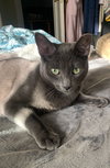 Iggy - Photo 5