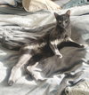 Iggy - Photo 6