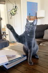 Iggy - Photo 11