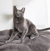 Iggy - Photo 13