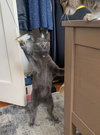 Iggy - Photo 15