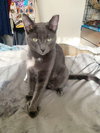 Iggy - Photo 10