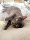 Iggy - Photo 9
