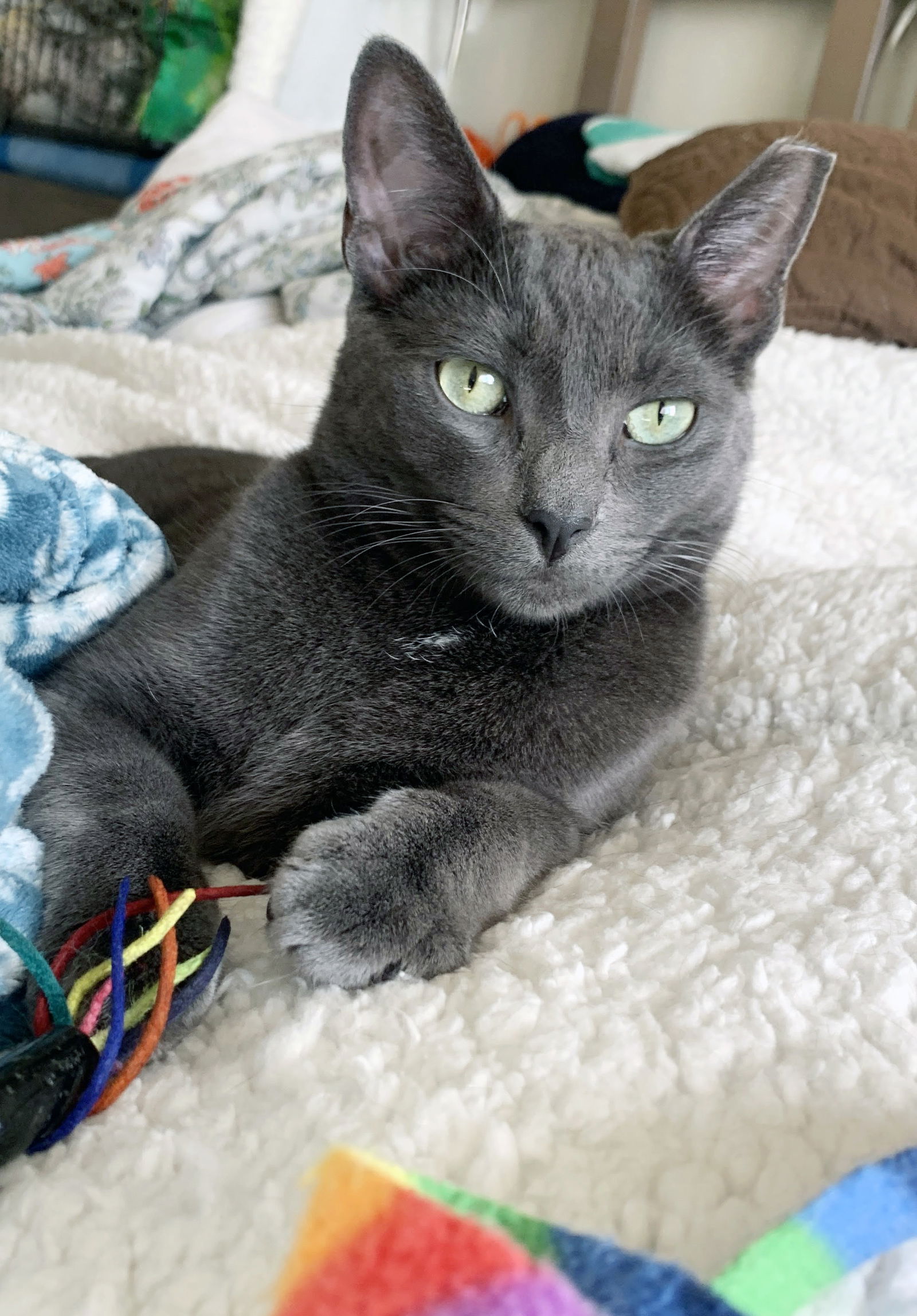 adoptable Cat in Alameda, CA named Iggy & Yoshi
