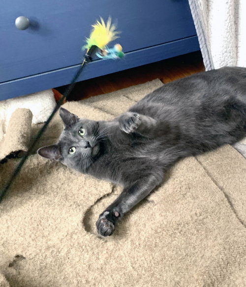 IGGY - Domestic Short Hair / Russian Blue available for adoption