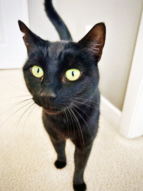 picture of the cat needing adoption