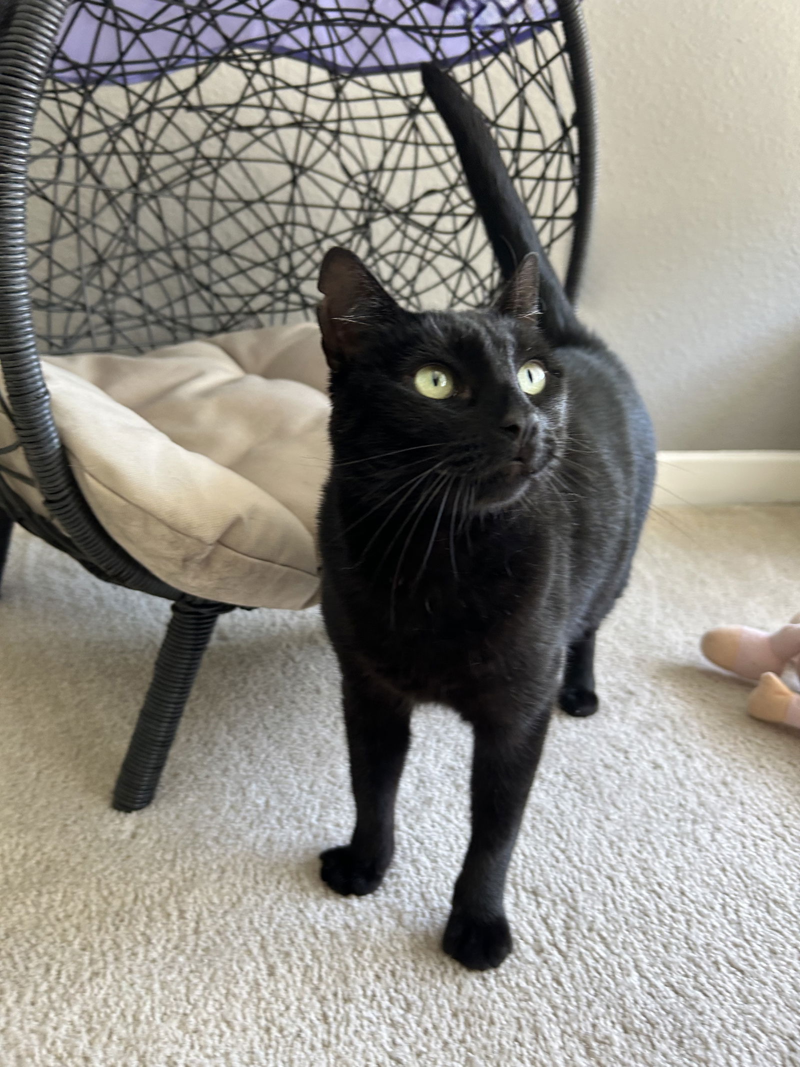 adoptable Cat in Alameda, CA named Micaela