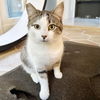 adoptable Cat in alameda, CA named Merlin