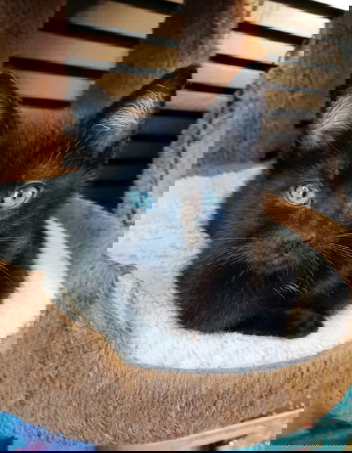 picture of the cat needing adoption