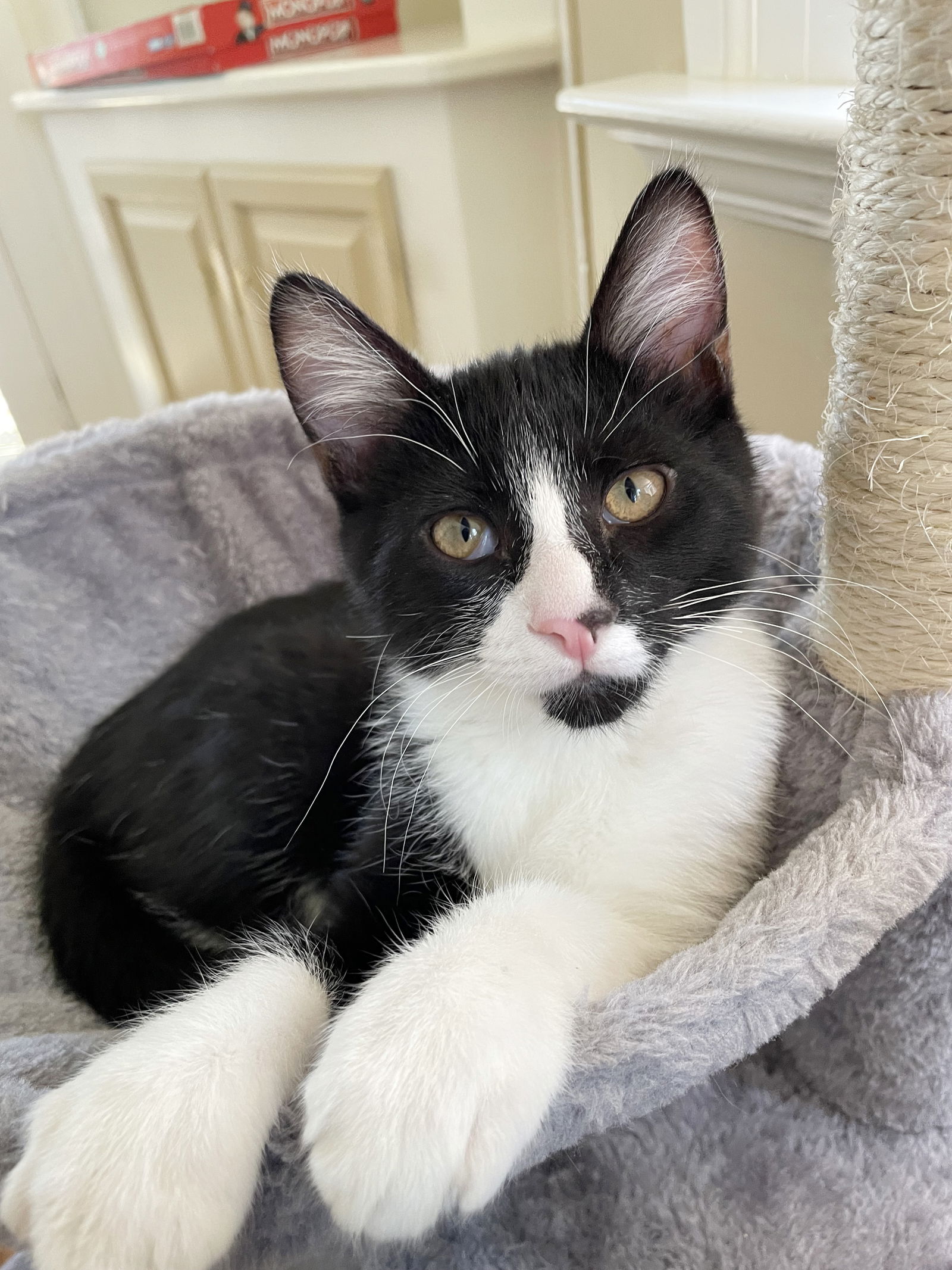 adoptable Cat in Alameda, CA named Cosmo