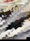 adoptable Cat in alameda, CA named Cosmo