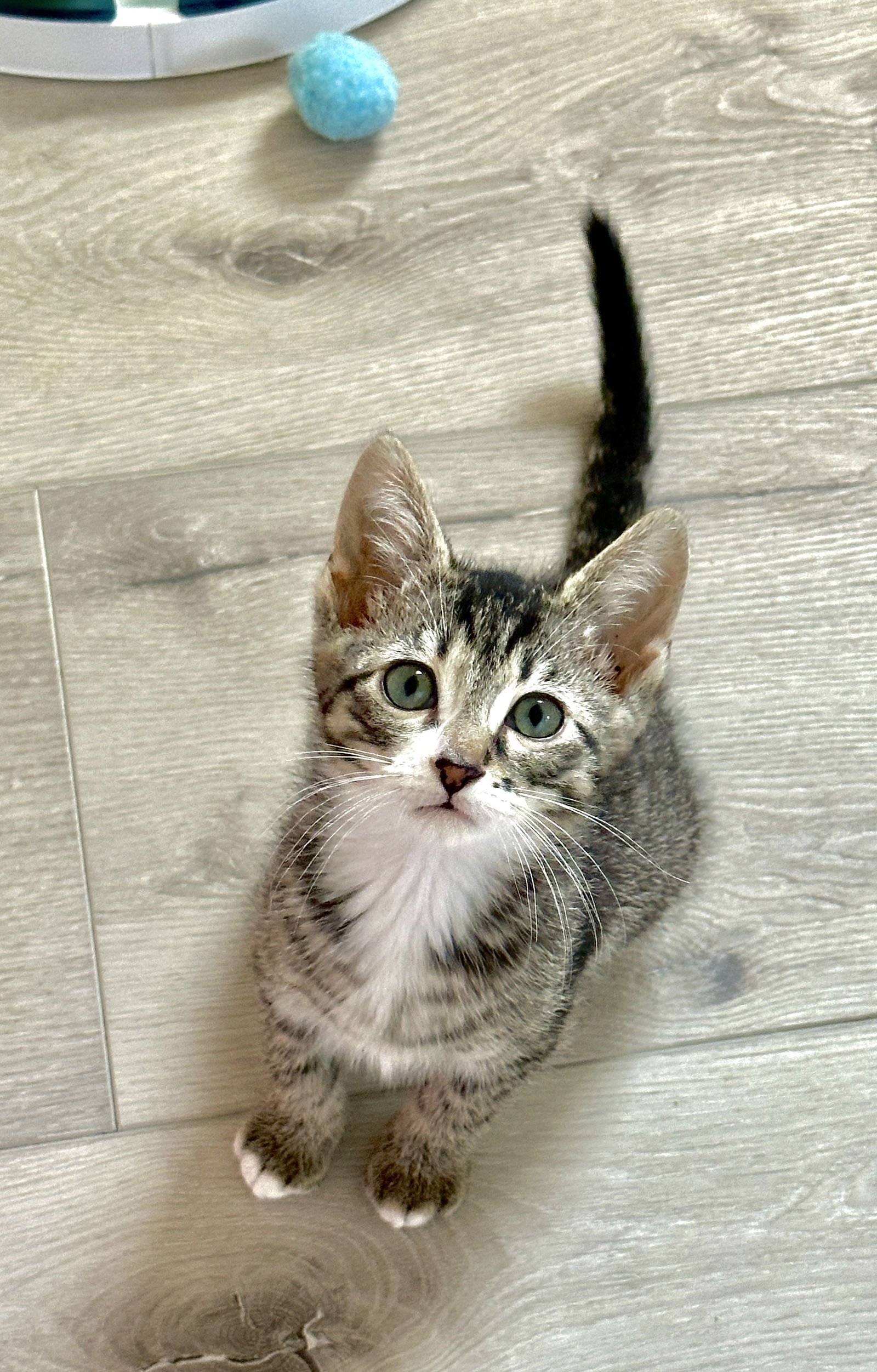 adoptable Cat in Alameda, CA named Helios