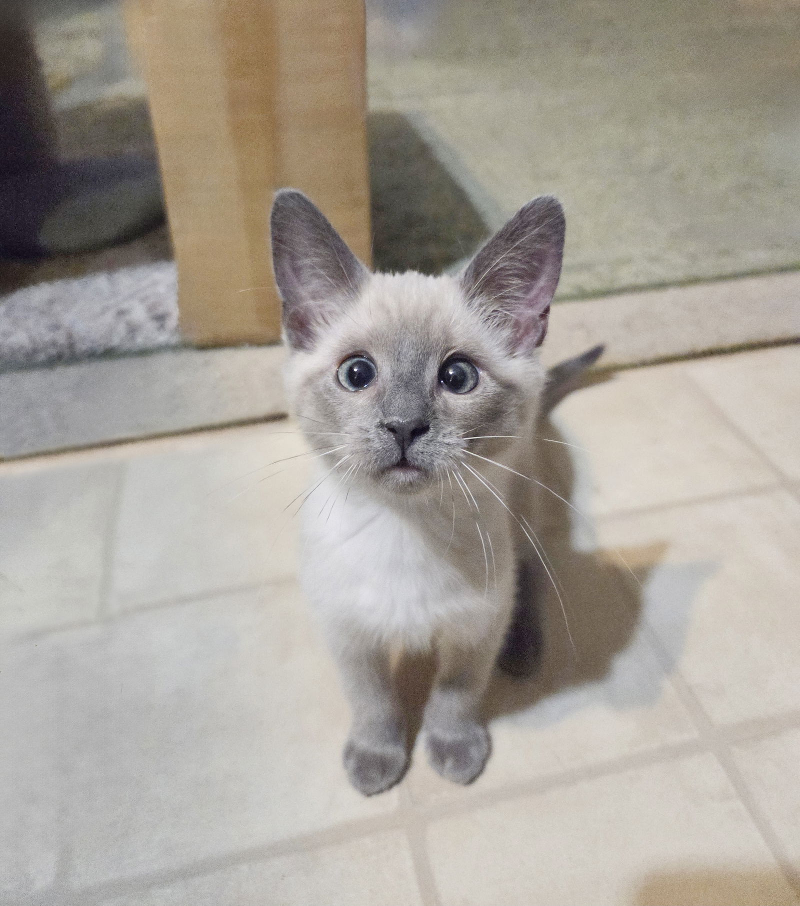 adoptable Cat in Alameda, CA named Feather