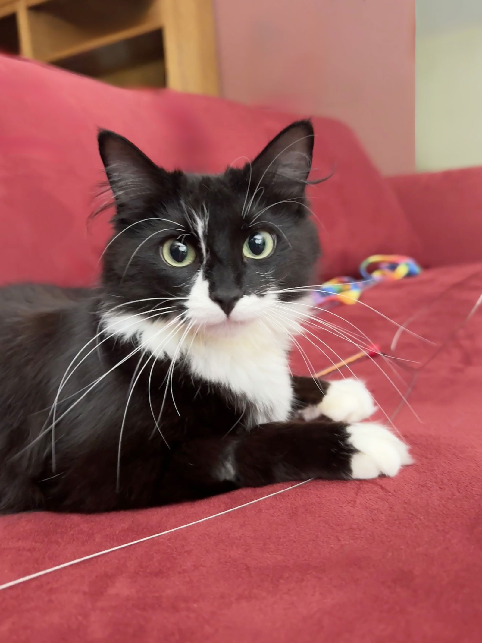 adoptable Cat in Alameda, CA named Daisy