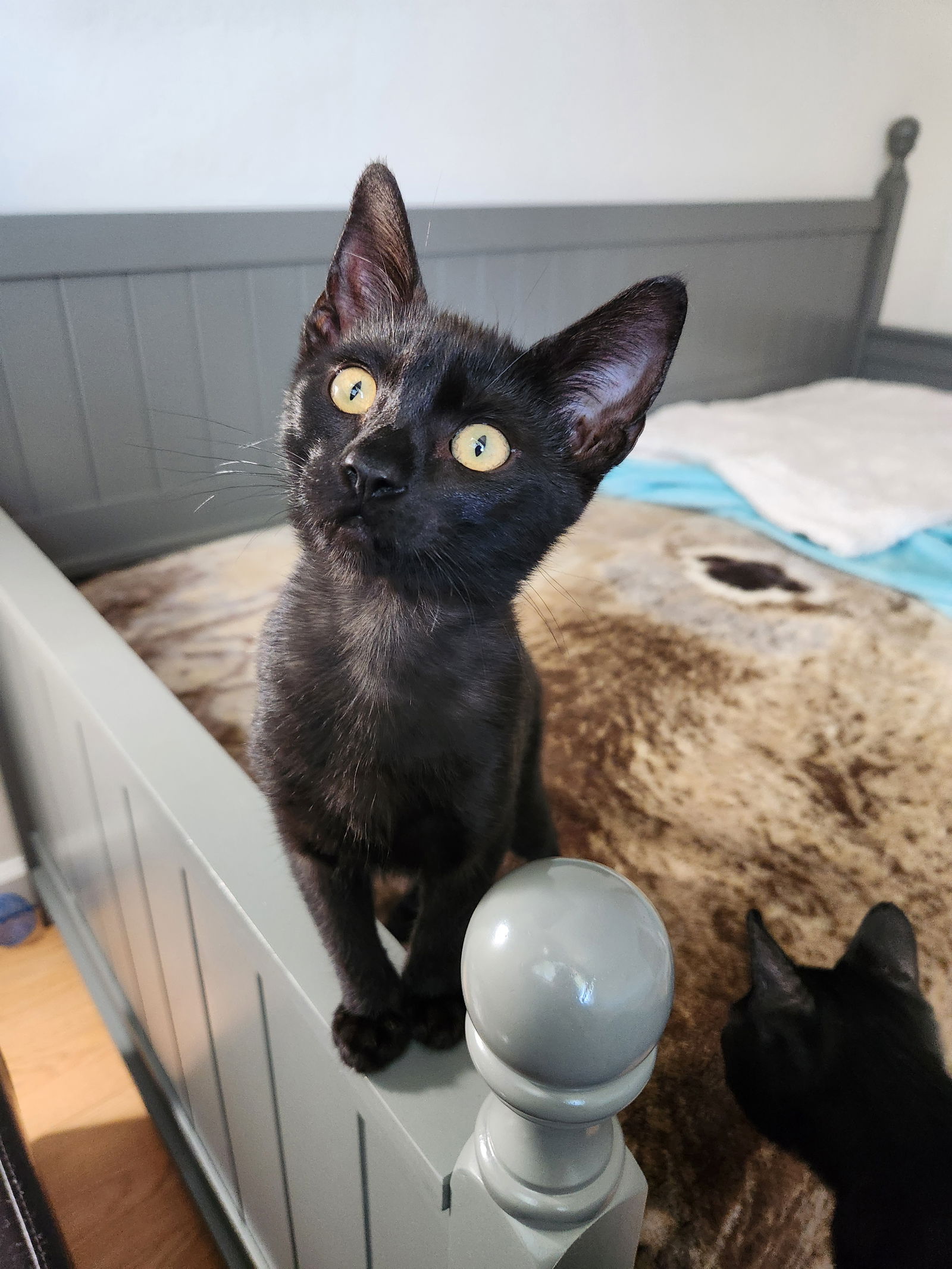 adoptable Cat in Alameda, CA named Bea