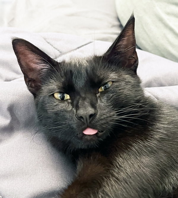 Bea