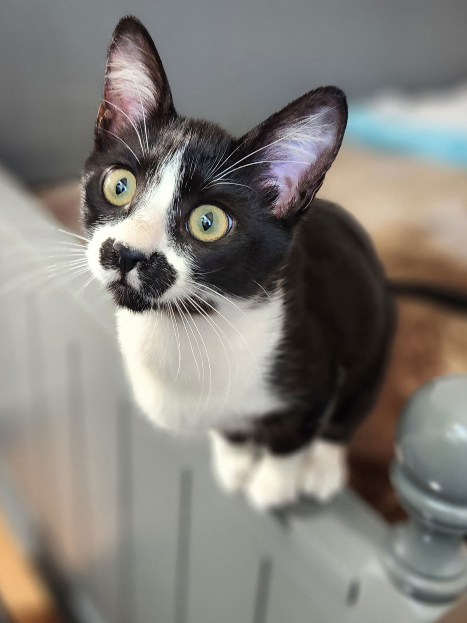 adoptable Cat in Alameda, CA named Stachie