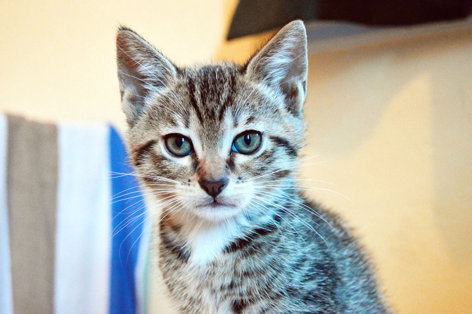adoptable Cat in Alameda, CA named Sprout